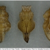 nep rivularis pupa5 volg21